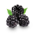 blackberries